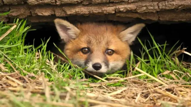 Jak skutecznie pozbyć się lisa z działki - sprawdzone metody ochrony