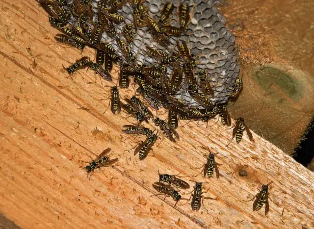 Jak pozbyć się os z tarasu - skuteczne metody i porady na latające szkodniki