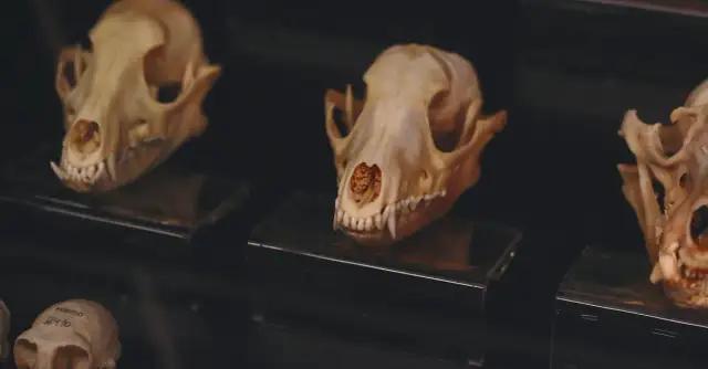 Miejsca, które warto odwiedzić w najdziwniejszych muzeach na świecie