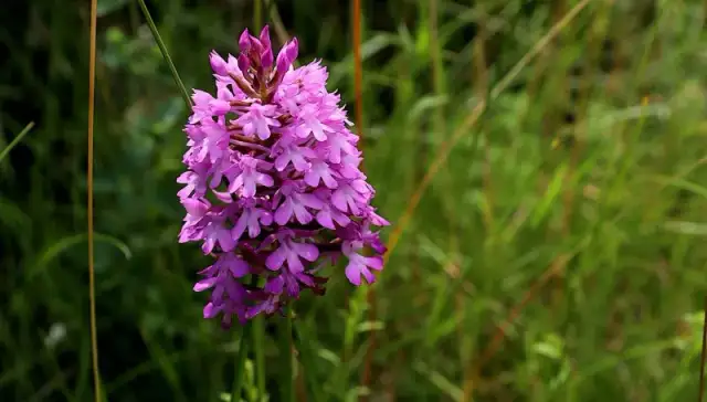 Czy nawóz do storczyków nadaje się do innych kwiatów? Odpowiadamy na wątpliwości.