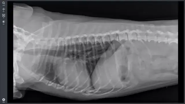 Ile kosztuje przeswietlenie u weterynarza? Sprawdź ceny i porady