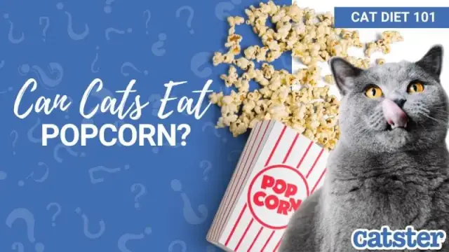 Czy koty mogą jeść popcorn? Poznaj fakty i bezpieczne przekąski