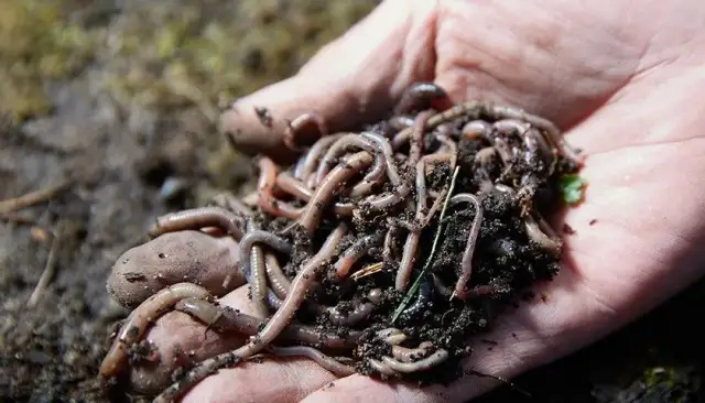 Skuteczne zanęty na leszcza w jeziorze – przepisy i porady na sukces