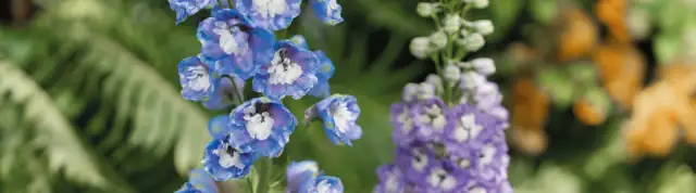 Ostróżka wieloletnia kiedy siać – uniknij błędów w siewie