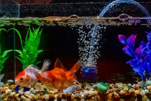 Czy napowietrzacz do akwarium jest konieczny? Poznaj fakty