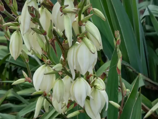 Jakie kwiaty i krzewy posadzić obok juki ogrodowej - praktyczny poradnik