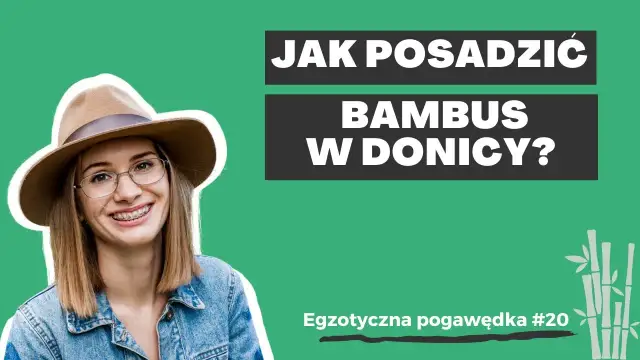 Jak sadzić bambusa w doniczce, aby uniknąć najczęstszych błędów