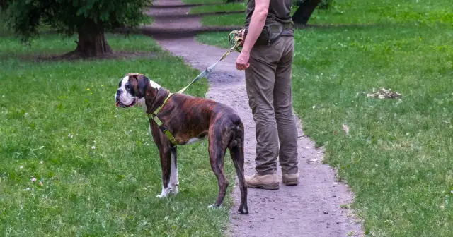 Gdzie z psem na spacer w Śląsku? Odkryj najlepsze miejsca dla psa