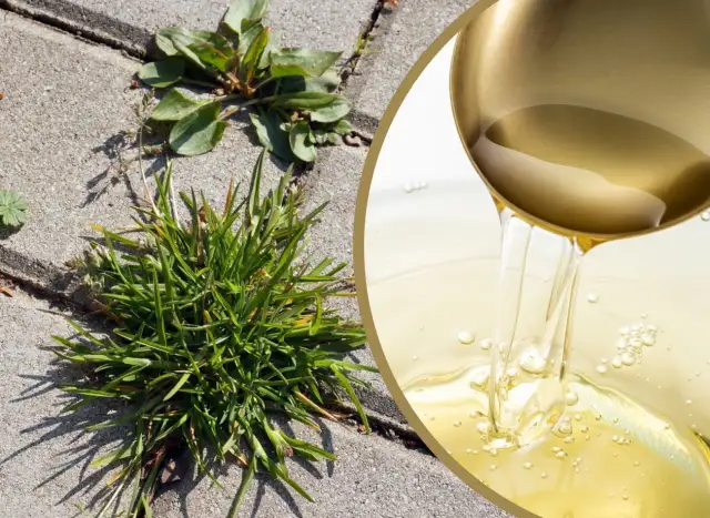 Jak pozbyć się chwastów z kostki brukowej - skuteczne metody i porady