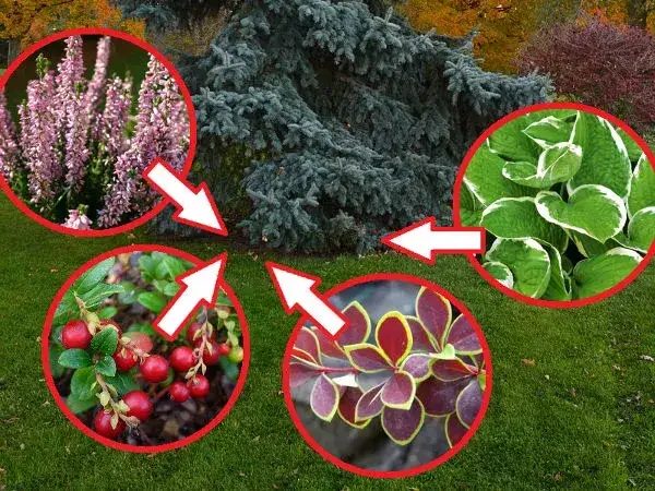 Co posadzić pod choinkami, aby stworzyć piękną przestrzeń w cieniu