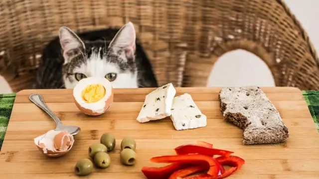 Was essen Katzen gerne? Die besten Futteroptionen für Ihre Katze