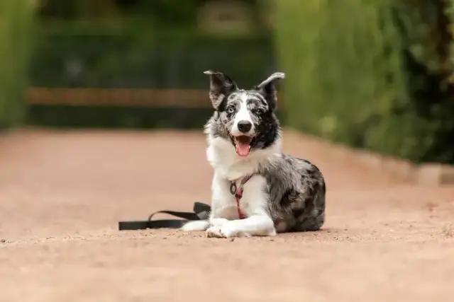 Skuteczne metody, jak wytresować border collie bez frustracji