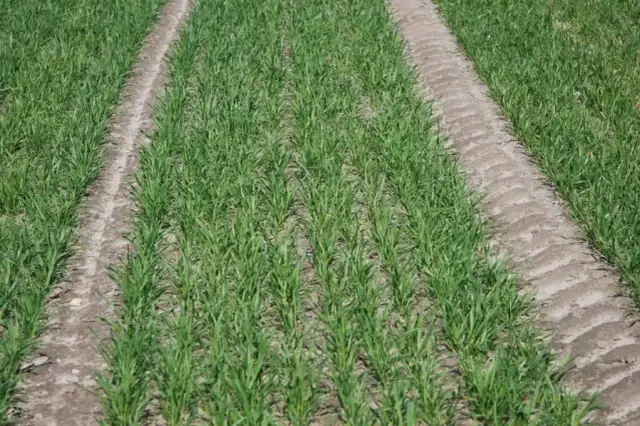 Kiedy druga dawka nawozu na pszenicę? Kluczowe terminy i dawkowanie