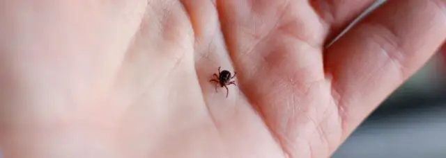 Jakie choroby przenosi kleszcz? Poznaj niebezpieczeństwa ukąszeń