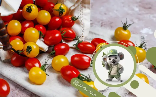 Kiedy siać pomidorki koktajlowe, aby uniknąć nieudanych plonów?