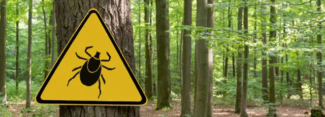 Do jakiego lekarza po ugryzieniu kleszcza? Ważne informacje i objawy