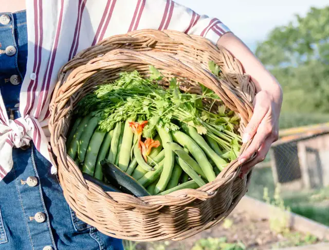Cuándo plantar habas para asegurar un crecimiento exitoso y saludable