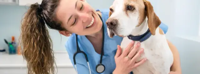 Wie oft mit Hund zum Tierarzt? Wichtige Tipps für die Gesundheit