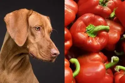 Czy pies może jeść paprykę czerwoną? Korzyści i zagrożenia