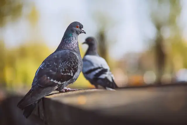 Skuteczne sposoby na pozbycie się gołębi z parapetu bez szkody dla ptaków