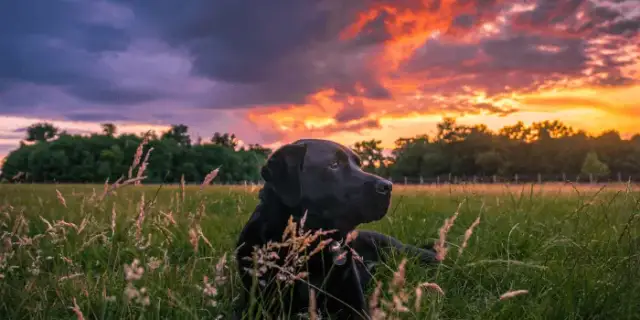 Czy pieski mają dusze? Emocje psów a ich duchowa natura