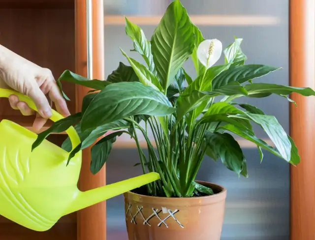 Jaki nawóz do skrzydłokwiatu zapewni mu zdrowy wzrost i kwitnienie?