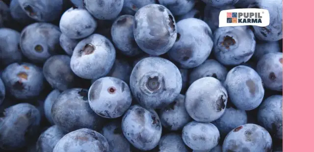 Czy koty mogą jeść borówki? Bezpieczne ilości i ryzyko dla zdrowia