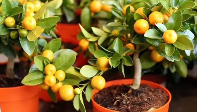 Cómo cultivar árboles frutales en maceta y disfrutar de tus frutos