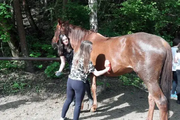 Liceum jeździeckie w Polsce: najlepsze szkoły i programy dla pasjonatów