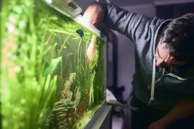 Jak czyścić akwarium: proste kroki dla zdrowego środowiska ryb