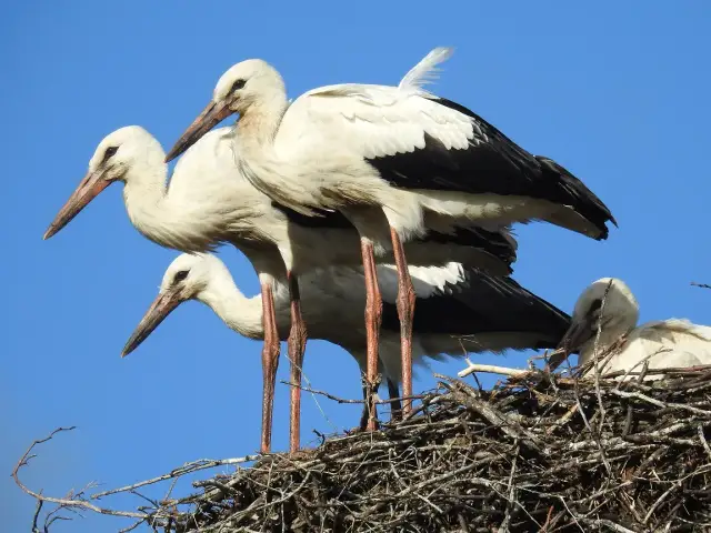 Mity o bocianach: prawda o ich pochodzeniu i symbolice w kulturze