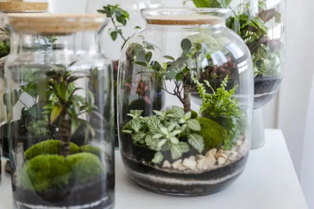 Jak zrobić ogród w szkle: prosty poradnik krok po kroku