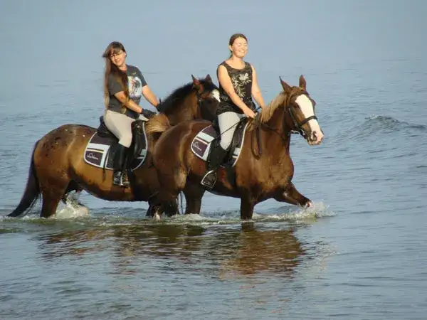 Stadnina Michalski: Odkryj wyjątkowe przejażdżki konne w Kołobrzegu