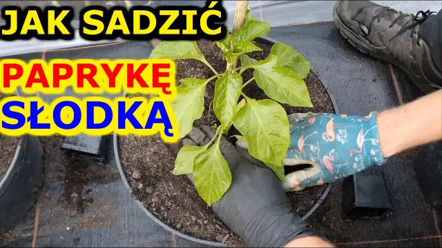 Jak sadzić paprykę w ogrodzie: 5 kroków do obfitych plonów