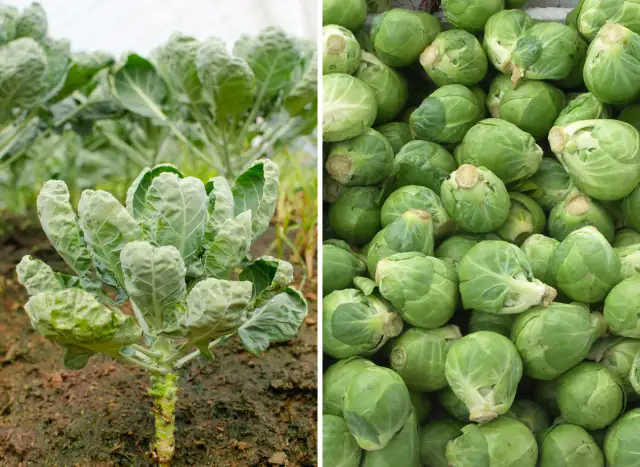 Brukselka kiedy siać - idealny czas na siew i pielęgnację roślin