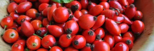 Jak zrobić herbatę z dzikiej róży - prosty przepis na zdrowy napar