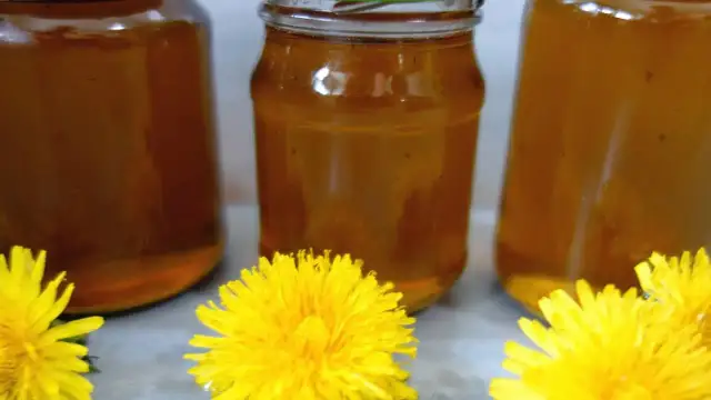 Jak zrobić miód z mleczy - prosty przepis na pyszny miód z mniszka