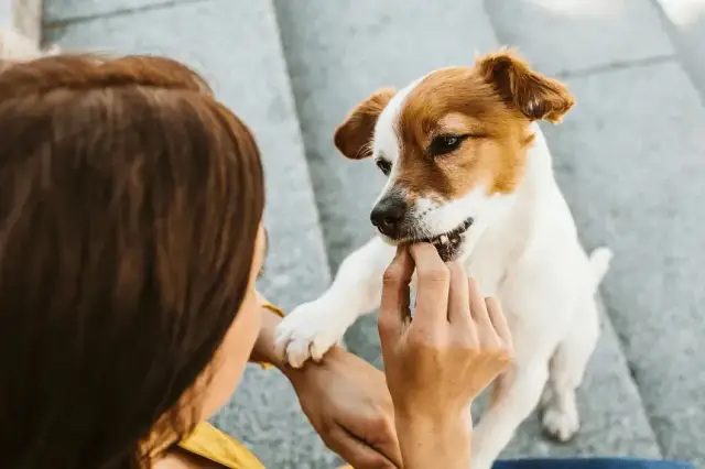 Skuteczne metody jak wytresować szczeniaka i uniknąć najczęstszych błędów