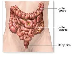 Bakterie w układzie pokarmowym - choroby i pasożyty