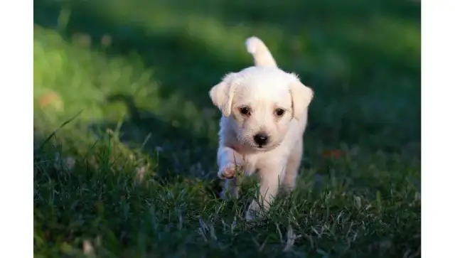 Czy szczeniak może wychodzić na dwór? Bezpieczne spacery i szczepienia.