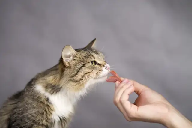 Czy koty mogą jeść kabanosy? Zagrożenia i zdrowsze alternatywy dla kota