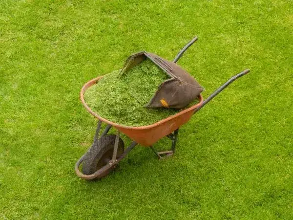 Czy trawa nadaje się na kompost? Poznaj korzyści i zasady kompostowania