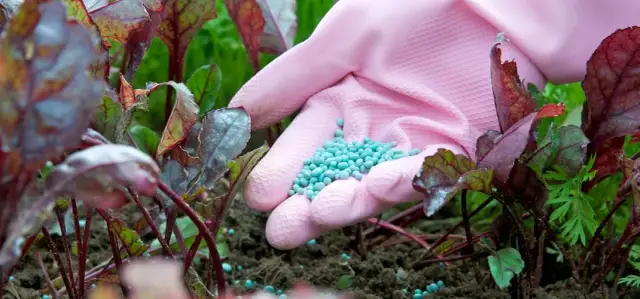 Kiedy siać nawozy potasowe, aby uniknąć błędów w uprawach?