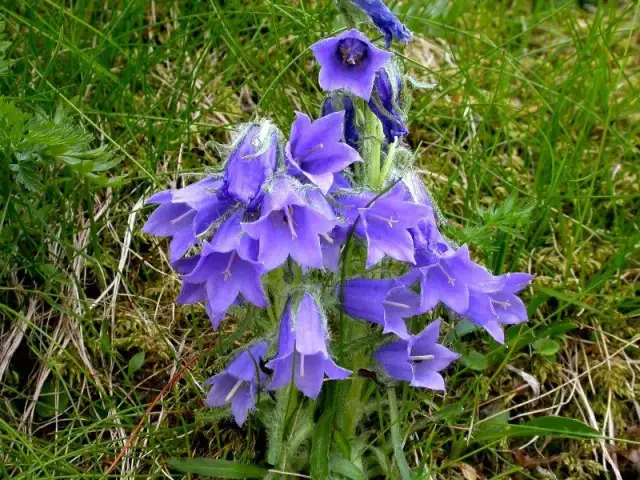 Dzwonek alpejski w Tatrach: fascynująca flora wysokogórska