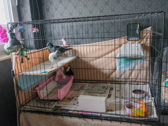 Jak zrobić klatkę dla gołębi: prosty plan budowy krok po kroku w domu