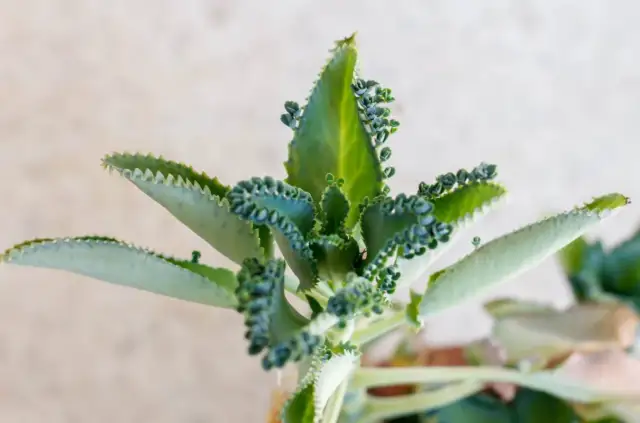 Jak zrobić sok z żyworódki na spirytusie - prosta receptura i zastosowania