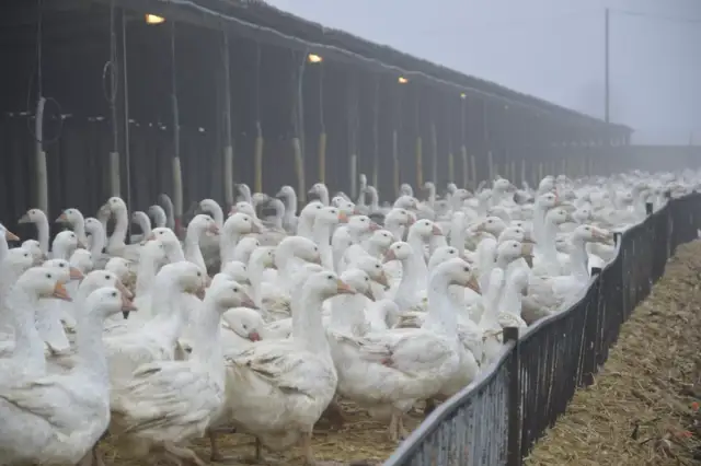 Hodowla gęsi niosek: Kluczowe zasady dla sukcesu gospodarstwa