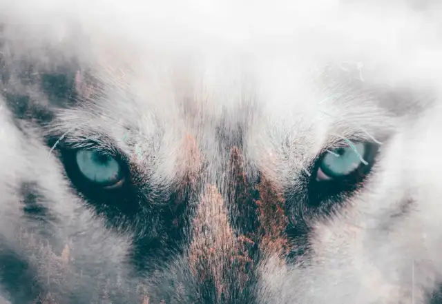 Tatuaże wilków znaczenie – odkryj głęboką symbolikę i emocje