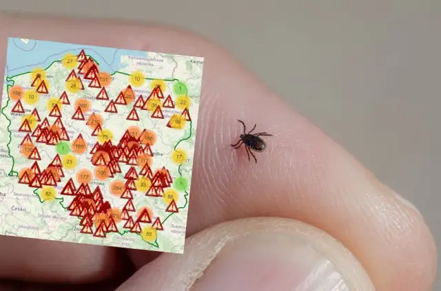 Gdzie najczęściej są kleszcze? Miejsca, które warto unikać