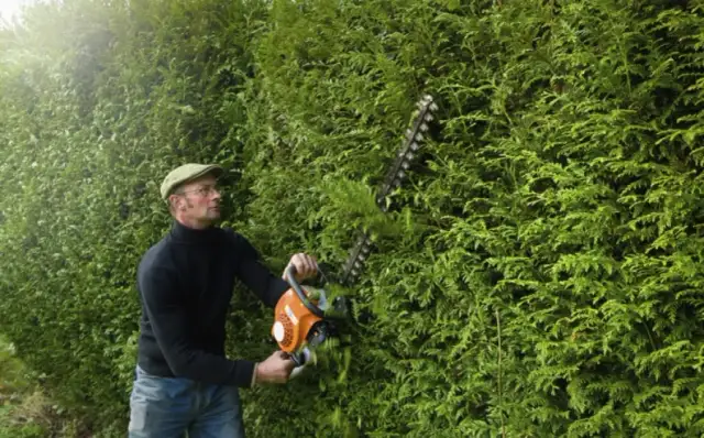 Kiedy obcinać żywopłot, aby uniknąć błędów i cieszyć się zdrowiem roślin